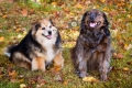 Dulce Vida Studio|Hudson Valley Pet Photographer