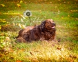 Dulce Vida Studio|Hudson Valley Pet Photographer