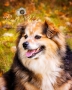 Dulce Vida Studio|Hudson Valley Pet Photographer