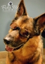 Dulce Vida Studio|Hudson Valley Pet Photographer