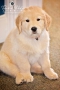 Dulce Vida Studio|Hudson Valley Pet Photographer