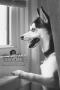 Dulce Vida Studio|Hudson Valley Pet Photographer