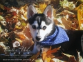 Dulce Vida Studio|Hudson Valley Pet Photographer