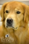 Dulce Vida Studio|Hudson Valley Pet Photographer