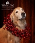Dulce Vida Studio|Hudson Valley Pet Photographer