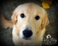 Dulce Vida Studio|Hudson Valley Pet Photographer