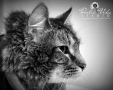 Dulce Vida Studio|Hudson Valley Pet Photographer