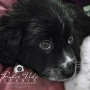 Dulce Vida Studio|Hudson Valley Pet Photographer