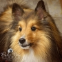 Dulce Vida Studio|Hudson Valley Pet Photographer