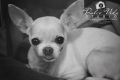 Dulce Vida Studio|Hudson Valley Pet Photographer