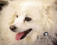 Dulce Vida Studio|Hudson Valley Pet Photographer