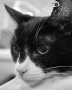Dulce Vida Studio|Hudson Valley Pet Photographer