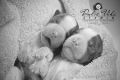 Dulce Vida Studio|Hudson Valley Pet Photographer