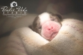 Dulce Vida Studio|Hudson Valley Pet Photographer