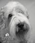 Dulce Vida Studio|Hudson Valley Pet Photographer